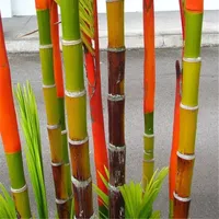 Hei￟er Verkauf von 30 PCs Bambussamen Hochgekeimungsrate seltene Riesen Moso Bambus Bambu Bambusa Lako Baumsamen f￼r Hausgarten DIY Topfpflanze