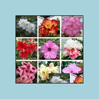 Otros suministros de jard￭n Patio Lawn Home 1 PCS ￚnico Desert Rose Bonsai Flores semillas Beautif Color Ornamental Plants Balc￳n en maceta Ahigh Calidad