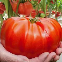 100pcs "자이언트 토마토"과일 야채 씨앗 희귀 꽃 공장 세미 라스 정원 장식을위한 세멘트 선택