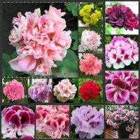 10pcs "Geranium" Bonsai Semillas de flores Decoraci￳n de jard￭n Semillas seleccionados Sementos-Tianzhukui