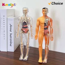 MODELLO DI ANATOMIA del corpo umano Giocattolo per la prima educazione