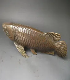 Kolekcja refelekska chińska stara brązowa statua Arowana 28x8 CM6516320