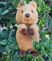 Plush Plush Animals Cute Quokka Plush Pluszowa zabawka Australia Plushie Plushie CUDDLY QUOKKA DLOUD10 CALE 2302176283331