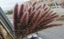 Dried Small Pampas Grass decoration Flowers Pantas Artificiales Para Decoracion Real Plants Home Decor Wedding Decoration 6070cm6106248