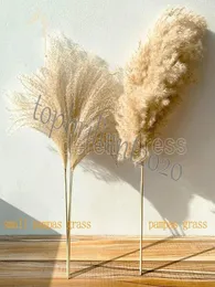 Verklig pampas gräsdekor naturtorkade blommor växter bröllop blommor torr blomma bukett fluffy härlig för semester heminredning snabb 6719230