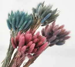 30Pcslot Rabbit Tail Grass flower Gradient Lagurus Ovatus Natural Dried Flowers Bouquet Wedding Home Easter Decorations5083512