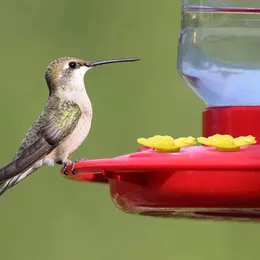 Altre forniture per uccelli Pratico durevole Alimentatore per colibrì di alta qualità Alimentatori sospesi Parte domestica Gruppo adattatore per strumento di sostituzione