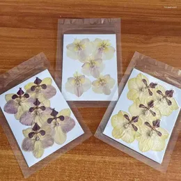 Dekoratif çiçekler 3-5cm/5pcs gerçek doğal kuru preslenmiş kelebek orkide çiçek başları kuru reçine mücevher düğün davetiyeleri