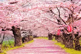 ピンクの桜の花を撮影する背景赤いランタン付き古い木。