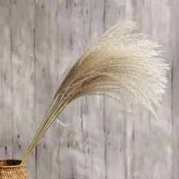 Dekorativa blommor torkade blommor buketter naturliga vass bulrush phragmites för bröllopsfest bord mittpieced dekor