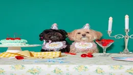 Dog Apparel INS Korea Party Bib Pet Birthday Saliva Towel Bichon Triangle Scarf Cat Hat Set5651667