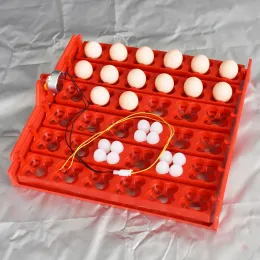 Accessories 36 Chicken Eggs 144 Quail Eggs Parrot Eggs Egg Incubator Tray Applied Voltage Is 110v / 220v /12v Incubator Accessories