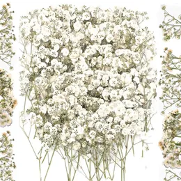 Kwiaty dekoracyjne 100pcs Suszony Gypsophila do prasowania zakładek do majsterkowiczów