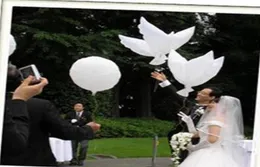 Düğün Dekorasyonu Beyaz Güvercin Balon Beyaz Düğün Balonları Ekofri Dostu Biyobozunur Helyum Balonlar Partisi Favors 10pcslot5821209