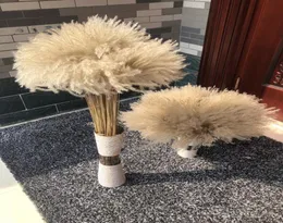 Fiore secco 50 pezzi lotto Phrag acari interi decorativi naturali erba di pampa per la decorazione domestica di nozze Mazzo di fiori 5660 cm6253890