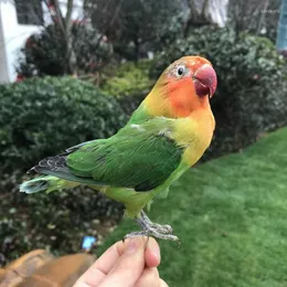 Estatuetas decorativas taxidermia recheio eurasiático lovebird papagaio amostra decoração de ensino293e