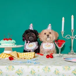 Cão vestuário ins coreia festa bib pet aniversário saliva toalha bichon triângulo cachecol chapéu set231h