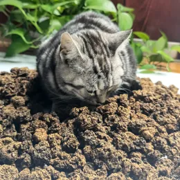 Oyuncaklar zzslhl 150g/100g catnip kedi oyuncaklar safra meyvesi polygama matatabi actinidia Silvervine Meyve Kediler için Atıştırmalıklar Temizlik Dişleri