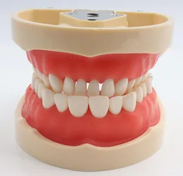 Dental Teaching Model Standard Dental Typodont Model Demonstration med avtagbara tänder 200H4389289