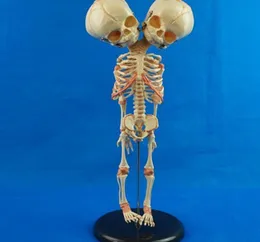 145quot ou 37 cm Novo modelo de caveira de cabeça de cabeça dupla de cabeça dupla, modelo anatômico anatômico de silicone anatomical