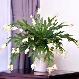 Konstgjord blomma imitation krabba klo orkidé 50 cm falska blommor phalaenopsis blommor arrangemang material bröllop fest hem dekor 240401