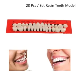 28pcs/set人工歯モデル耐久性義歯普遍的な偽歯歯科材料教育モデル専用歯ホット