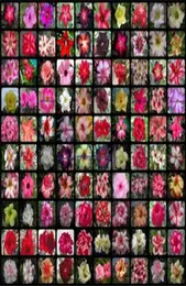 20 pcs Mixed Real Adenium obesum Desert Rose Flower Home Garden Bonsai Succulent Plants Balcony Potted 100 Genuine6844109