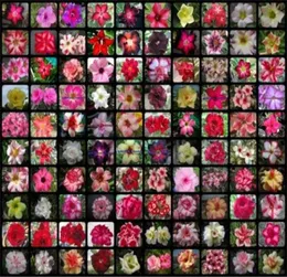 20 Stück gemischte echte Adenium obesum Wüstenrose Blumen Hausgarten Bonsai Sukkulenten Balkon Topf 100 Original1270425