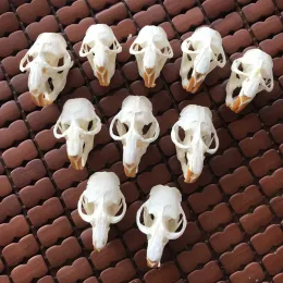 Skulpturer 1st, 3st, 5st, 10st Ondatra Zibethicus Muskrat Skull Real Bone Skeleton Biology Taxidermy