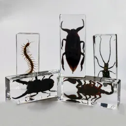 Miniatury duże próbki owadów w żywicy żywicy żywica żywica epoksydowa Bug Centipede chrząszcze Skorpion Próbka Big Insect Dekoracja