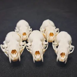 Miniaturas crânios de vison reais osso animal real casa/jardim/aquário decoração presente de halloween novo