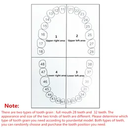 32PCS Model zębów dla szkolenia technika dentystycznego kompatybilnie Nissin Dental Model Badanie nauczania produkty stomatologiczne