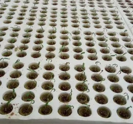 Çiziciler Potlar 20pcs Silindir Rockwool Bitki Hidroponik Grow Media Soilless Yetiştirme Bahçe Greenhouse için Sıkıştırma Üssü7718877