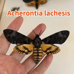 装飾的な置物家庭用装飾のための人間の顔の幽霊像ACHERONTIA LACHS LACHENアートワークフレーム本物の昆虫標本剥製術