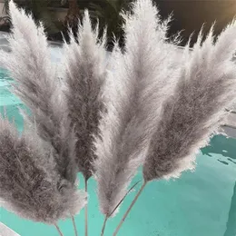 6 15pcs bulrush natural pampas seco phragmites plantas artificiais Bunco de flores de casamento para decoração de casa Fossa decorativa falsa8132763