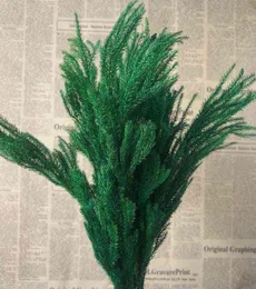 2030cm30g حقيقية مجففة طبيعية جديدة إلى الأبد Lycopodium Bransesdecorative Club Moss Bouquetdry المحفوظة الأبد