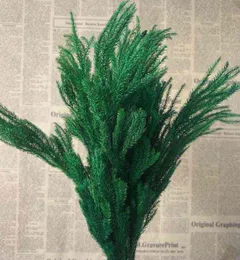 2030cm30g مجفف حقيقي طبيعي جديد إلى الأبد Lycopodium Bransesdecorative Club Moss Bouquetdry المحفوظة الأبد