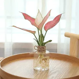 Planters POTS Transparent Aquatic Flower Pot Imitation Glass Liten Flower Pot Planting Mini Pot Desktop Green Plant Harts Vase Wholesale