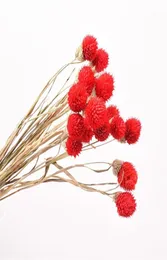 Decorative Flowers Wreaths Natural Dried Flower Gomphrena Globosa Bouquets Home Decor Wedding Party Decoration Wild Strawberry B3812234