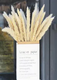 50pcs乾燥した小さなパンパスグラスリードフラワーズパンタス人工パラデコラシオン本物の植物家庭装飾結婚式の飾り1520019