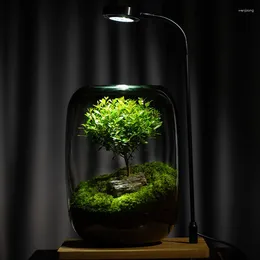 Vaser Washered Tree of Life Creative Desktop Moss Micro Landscape Product Bonsai Bra för närande färska gröna växter Ekologisk bot