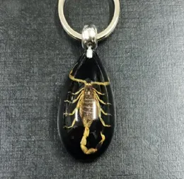 Fashion Jewelry YQTDMY Key Chains 17 PC Real Insect Gold Scorpion Ringele Black Drop Design Keechain5338895