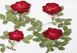 250pcs vermelho prensado rosa seca flor com folha de ramo para resina epóxi jóias de colar de pingentes fazendo acessórios de diy artesanato5659368