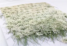 100pcsprimerade vita spetsblommor med stemnatur verklig blomma för DIY bröllop inbjudan konst bokmärke presentkortscenter 26890798