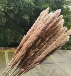 45PCS45CMNATURAL COLOR DRAIR DRAIR SMOLL BULRUSH GRASS REED FLOWERINS PAMPAS PRAGMITES WEDDING PARTY FLOWER ARFILNARY DECORATION F9375663