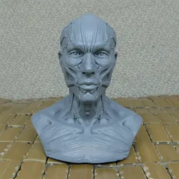 Skulpturen Kunst des menschlichen Muskuloskelett -Kopfes, Kunstbüste Malerei Referenz, Schädel Büste Model