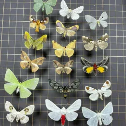 Sculptures Real Butterfly, Big Silkworm Moth Specimen, Photography, Props, Home Decoration, DIY Handicraft Exhibition Collection Sculpture