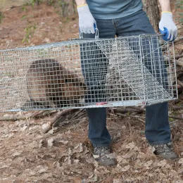 Pułapki Składane wielokrotne użycie Humane Live Animal Pułapka dla małych psów Koty Szopy Światowe Opossums Fox Super duże 1door Mousetrap