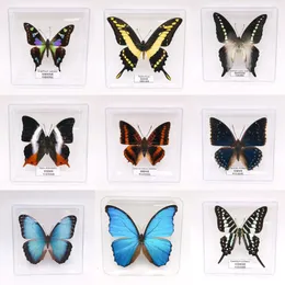 Real Butterflies Exquisite Rare Butterfly Specimens Transparent Box Teaching Display Home Decoration Collectibles Wall Art Gifts 240506