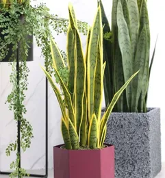 60cm Yapay Sansevieria trifasya büyük boy tropikal bitki yüksek kaliteli etli hediye ev dekorasyon dükkanı pencere ekranı c02785779